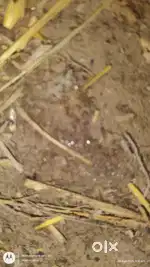 The land is in zangskar