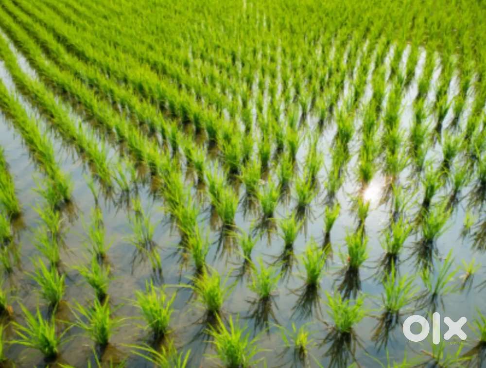 My 2acres 25 cents for sale urgent need money Annavaram near kodhada