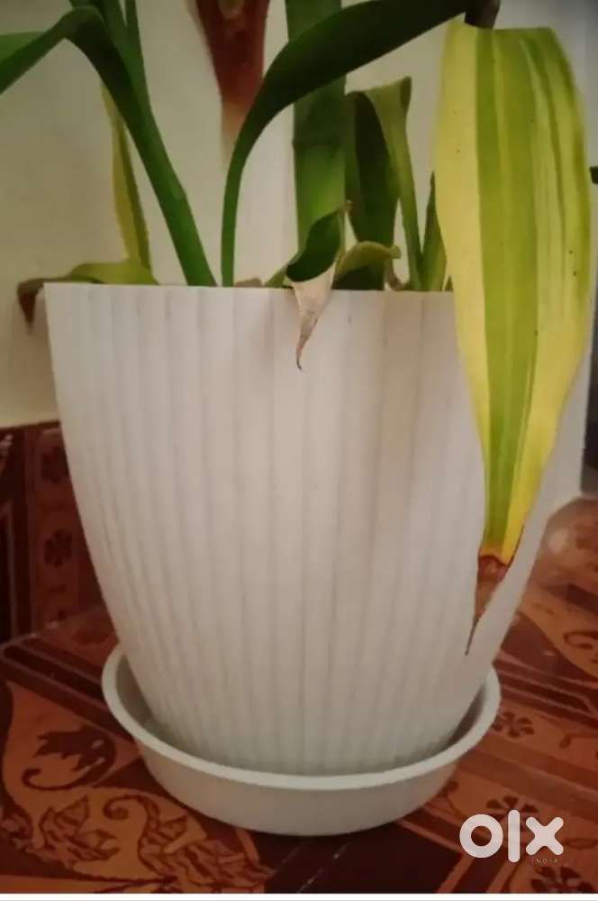 Forway Plastic Round Flower Pots (Pack5)(COD ONLINE PAYMENT AVAILABLE)