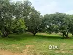 Avadi Velanoor mango farmland