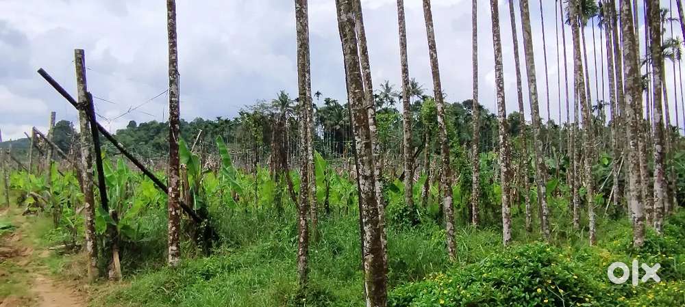 50 Cent Beautiful Land In Kalpetta Block Rs-7500/ cent.