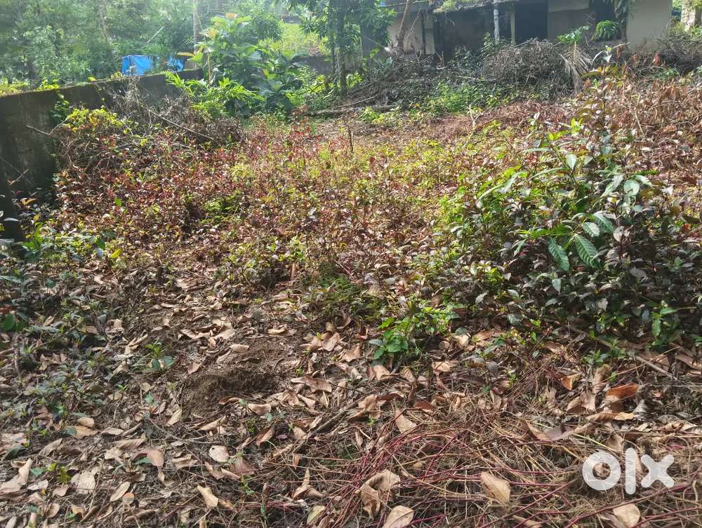 Near NH66 selling a plot 10 cent