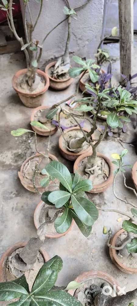 Adenium plants