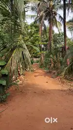 Urgent sale for  8 cent land near govt highschool thayyur