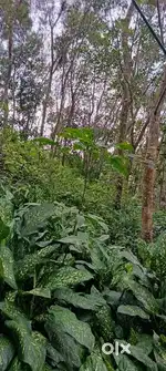 Rubber plote for sale near main rode side