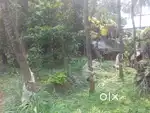 Parambu for sale in vandazy palakkad