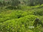 5.5 CENT LAND AND OLD HOUS FOR SALE IN PARAYANCHERI