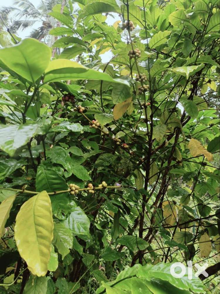 ESTATE SALE KAALIKASEM