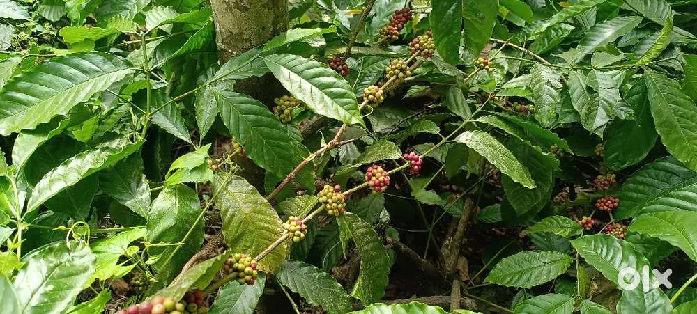 Coffee estate for sale