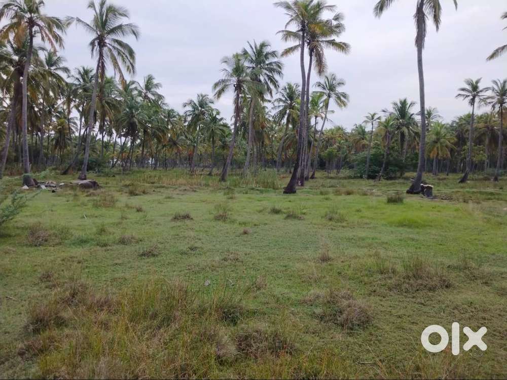 மருங்கூர் அருகே தென்னந் தோப்பு விற்பனைக்கு