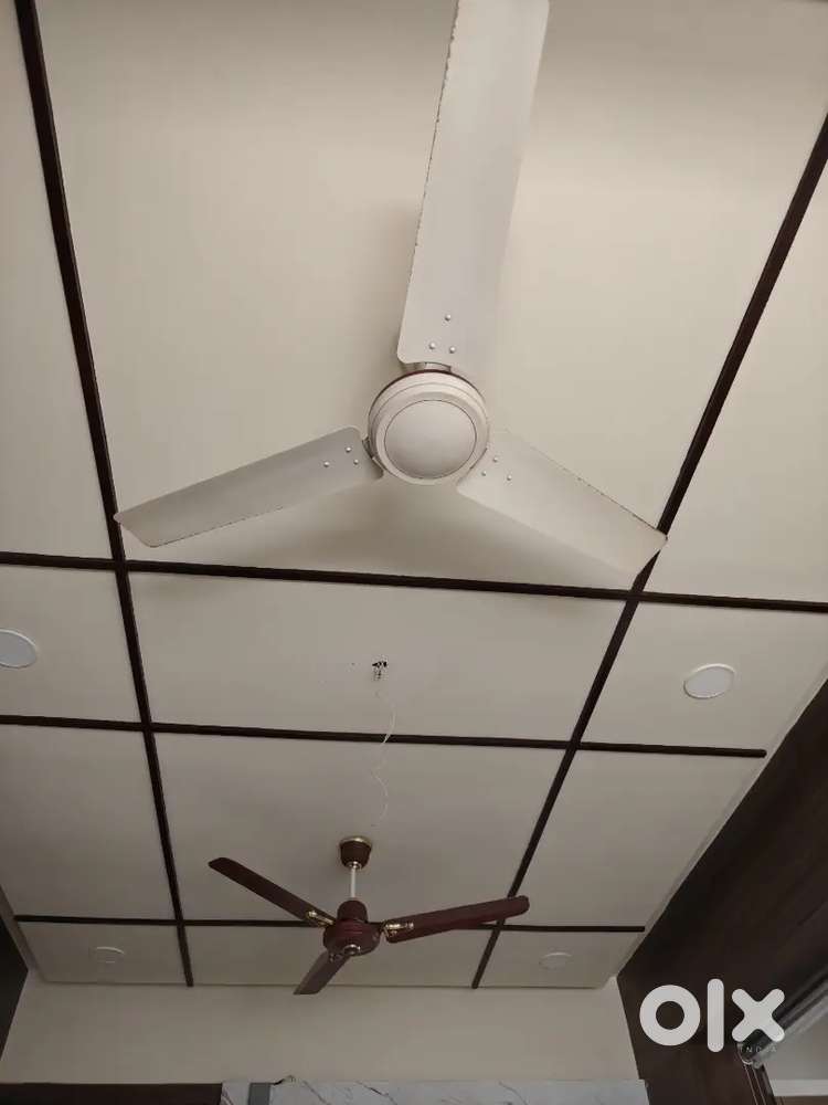 Celing Fans