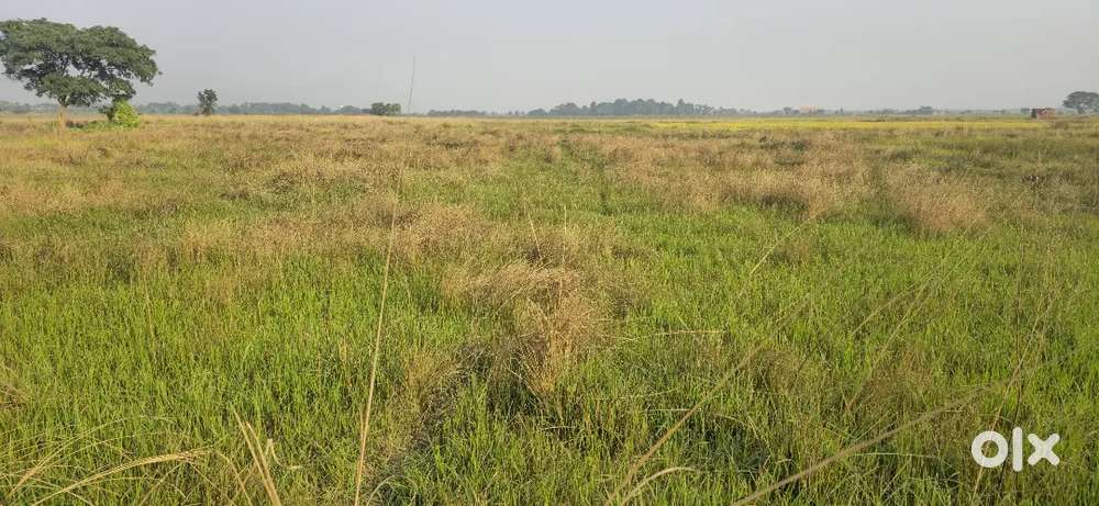 50 dismil land for sale