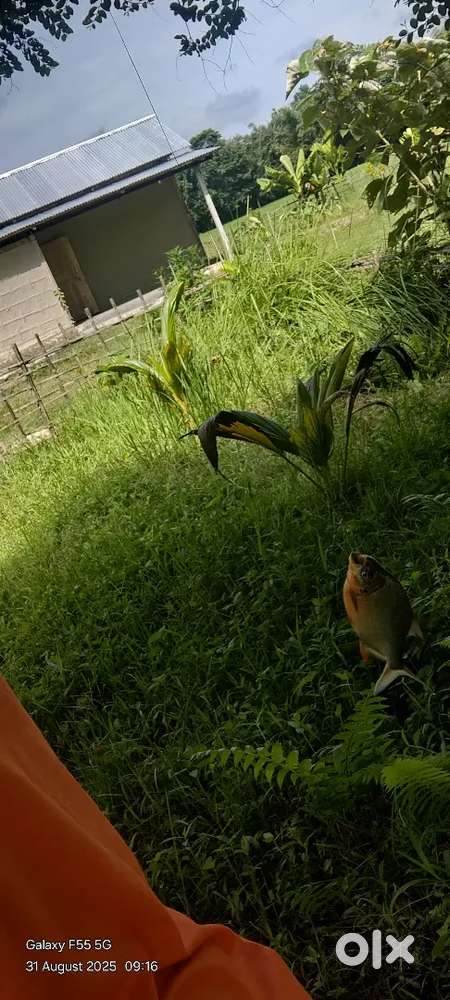 2 bigah  miyadi land .near darkuchi Main road