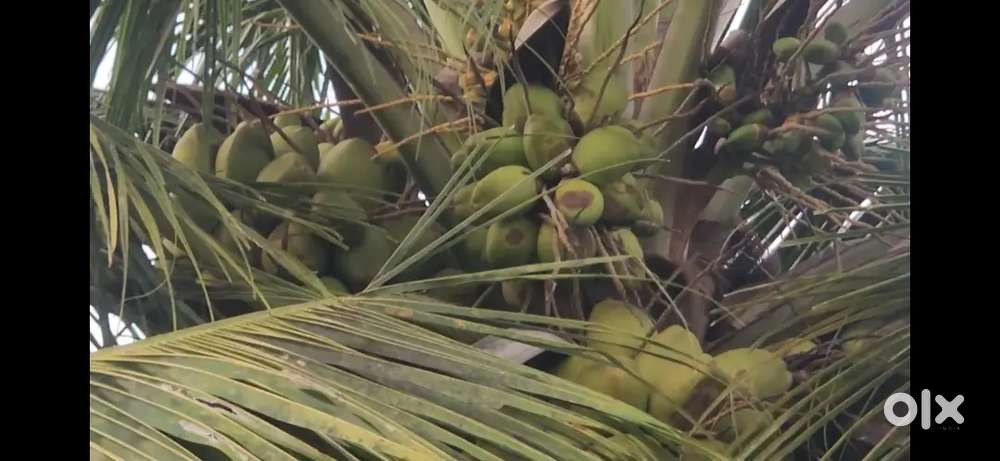 Commercial also use agri land purpose nearby Pollachi