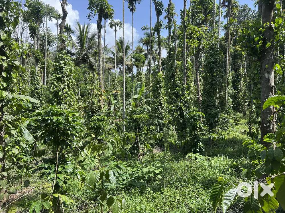 3.15 ACRE WELL MAINTAINED AGRICULTURE LAND FOR SALE AT TETTAMALA