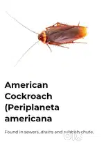 Falcon pest control Termite treatment ,bed bug treatment,rat Treatment