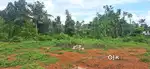 Thirumarady 250 frm busrout 12 cent residential plot opn well availabl