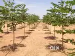 Agriculture lands for sale