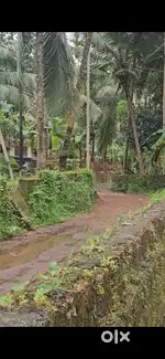 8 സെന്റ് ഹൗസ് പ്ലോട്ട് വില്പനക്ക്.