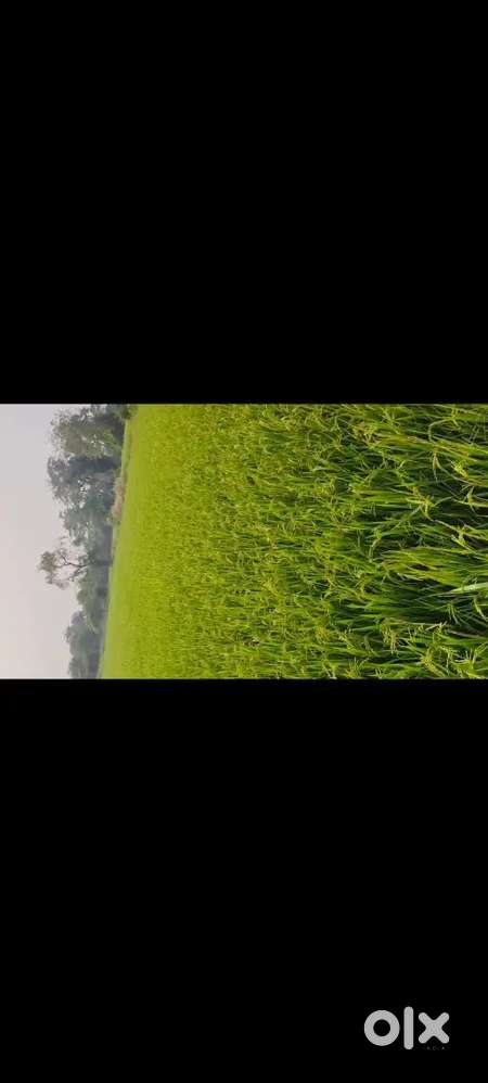 Bhukta aas pass rod se lga huaa kheti jamin chhiye