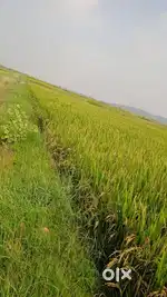 Agriculture irrigation land for sale