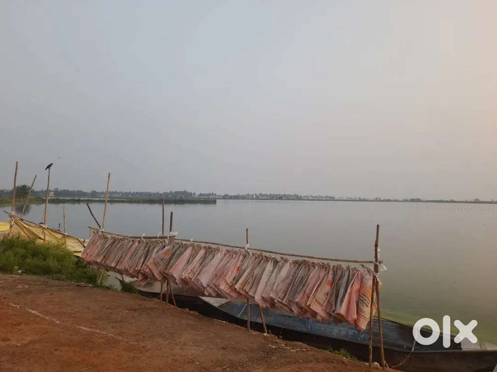 0.5 Acre Fish farm in Pothunuru village