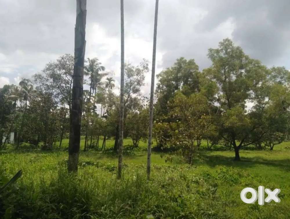 49.5 Cent Plot for Sale in Peringala Town, Pallikkara