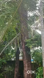 തേക്ക്, മഹാഗണി മരങ്ങൾ ഡിസ്‌കൗണ്ട് Sale.