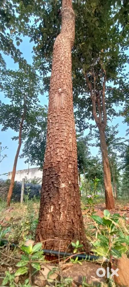 1/2 Agriculture lands for sale in Anantapur