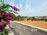 26 CENT HOUSE PLOT ( LAND) FOR SALE AT KAKKANAD KOLLAMKUDIMUGAL