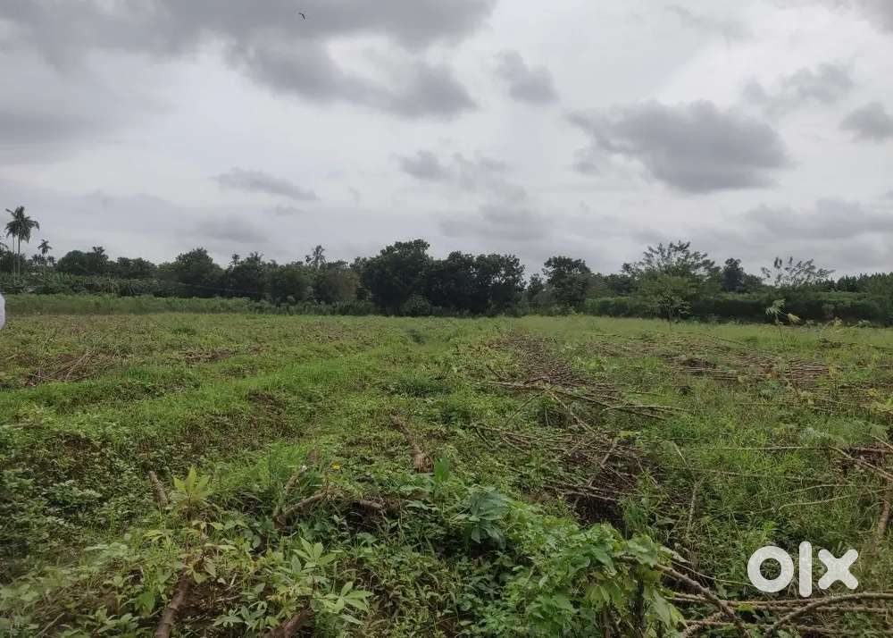 Agriculture (പാടം ) for sale or EXCHANGE at poolany, meloor