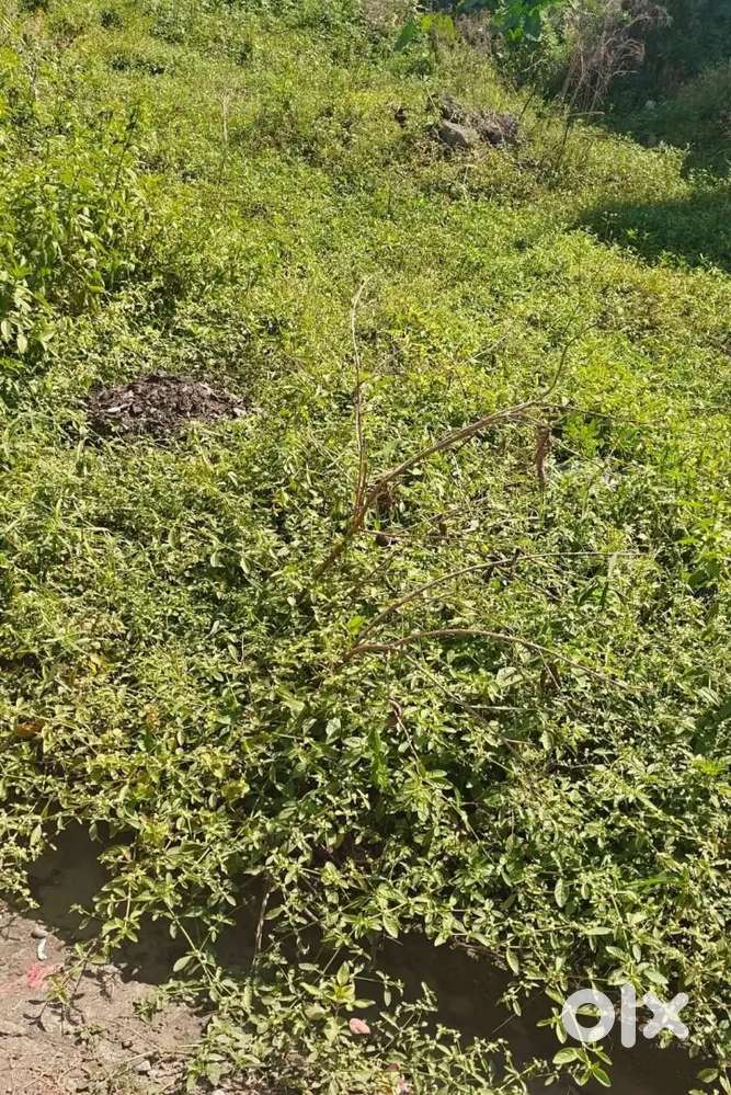 32*52(185 gaj) plot for sale near pathribag chowk