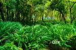 Plot for sale with cardamom plants