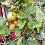 Organic Big size lemon(nimbu)