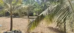 6 CENTS PRIME RESIDENTIAL PLOT FOR SALE NEAR VAYALIKKADA KURAVANKONAM