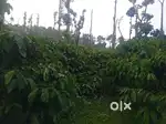 80 ACRES COFFEE ESTATE FOR SALE