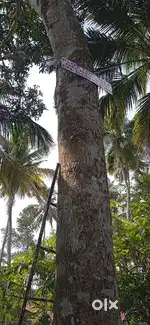 12 cent square plot with road access, 200m from NH