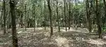 Rubber estate