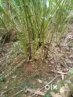 Cardamom plantation for lease near munnar per acre 90000