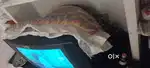 Old colour tv videocon