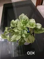 Elegant Indoor plant with Decorative Pot