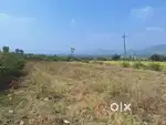 Revenue land