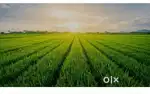 2 acre agriculture land on sale