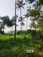 50 cents, 1.5Lakhs/cent, 1Km from Ammadam centre, Thrissur
