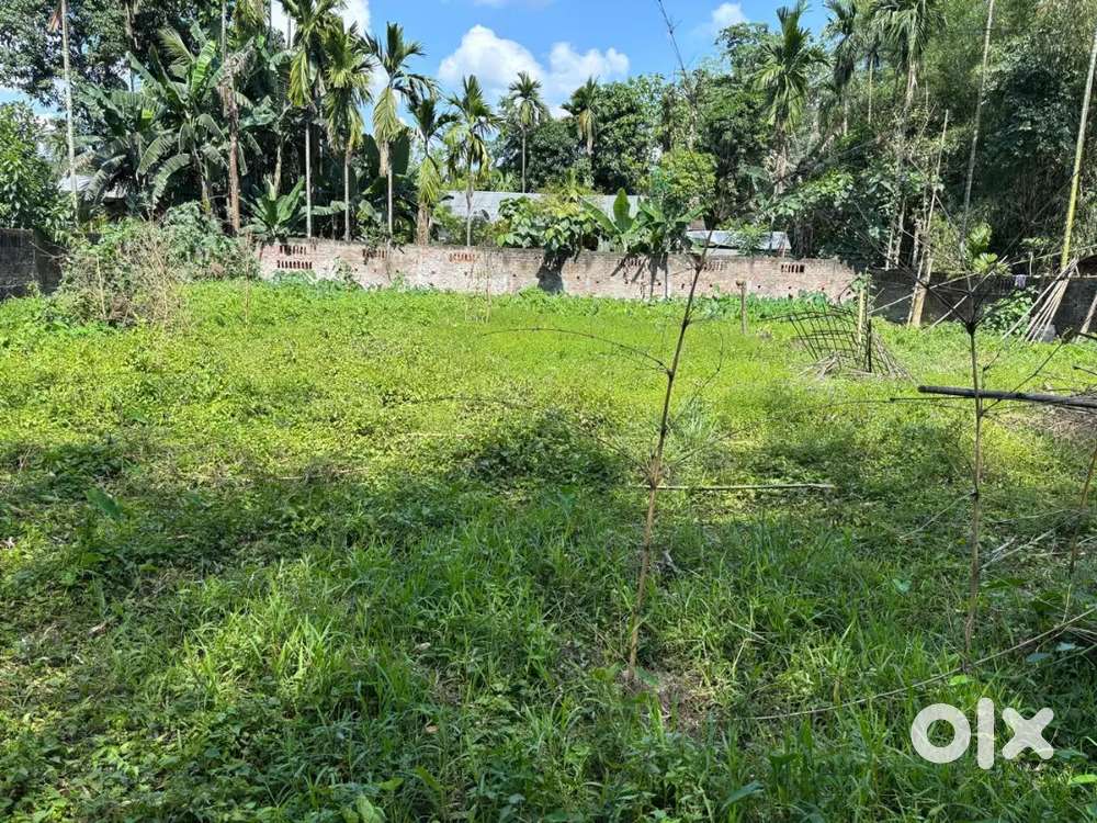 Miyadi plot_Demow Chariali, Sibsagar