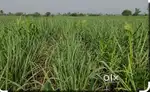 सातारा पासून दहा मिनिटांच्या अंतरावर भरतगाव येथे 10 गुंठे विकणे आहे
