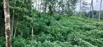 Land for sale near balaramapuram