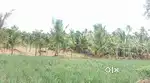 Agri land for sale