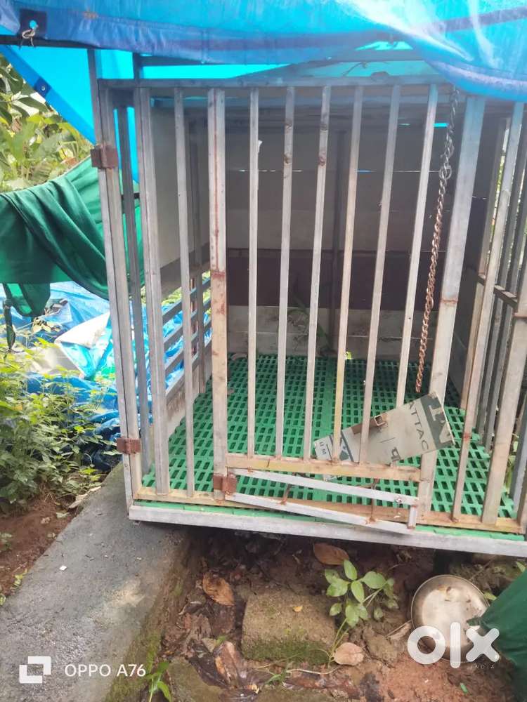 പട്ടികുട്  5ft4. 5ft
