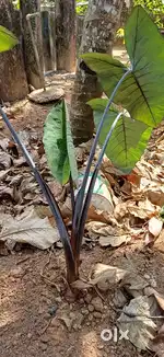 Plant, chempu plant brown. [Colocasia] [ചേമ്പ്

]